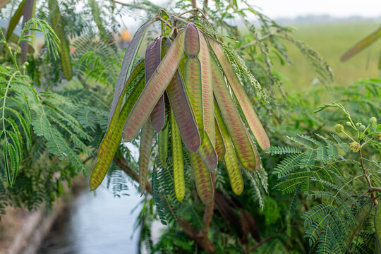Lamtoro, kemlandingan, petai selong or petai cina (Leucaena leucocephala) as food and alternative herbal medicine