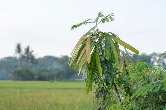 Lamtoro, kemlandingan, petai selong or petai cina (Leucaena leucocephala) as food and alternative herbal medicine