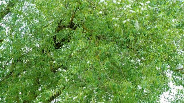 Close-up of willow tree branches shedding white fluff during spring allergy season