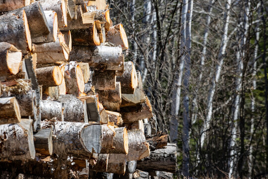 Quebec, Canada, 27 April 2026 : A large pile of freshly cut logs is stacked in a forest setting.