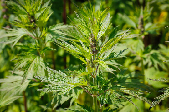 leonurus cardiaca Green leaves andere flower close up