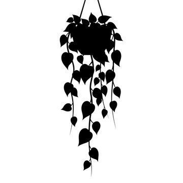 Hanging Pothos Plant Silhouette Isolated White Background.