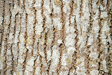 Obraz premium The characteristic rough texture of the bark of mature large toothed trees. Its surface displays a mixture of gray and light brown, creating a natural, relief like pattern.