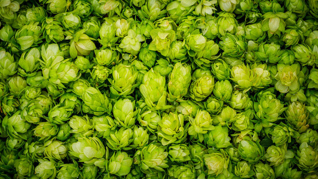 Hops arranged closely together in a large space illustrating their growth and harvest in a farm setting