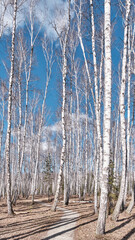 Fototapeta premium Winding path through birch tree forest on sunny spring day