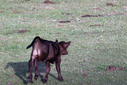 Black Angus cattle and Turkey vultures infringing on pasture upsetting cows