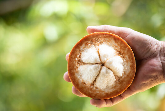 Santol or Sandoricum koetjape (Burm. f.) Merr. fruits on natural background.