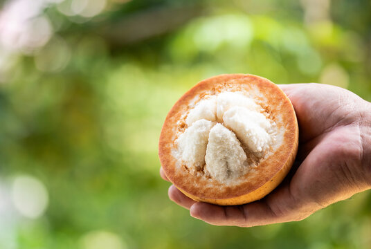Santol or Sandoricum koetjape (Burm. f.) Merr. fruits on natural background.