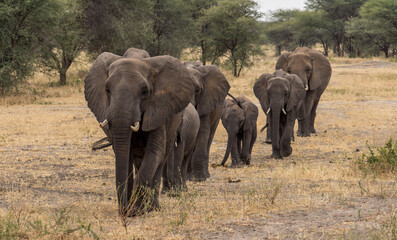 Fototapeta premium Herd of African Elephants Walking in Single File Line on Savanna Plains 