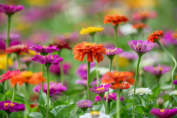 Obraz premium Patch of Colorful Zinnias Planted for the Farmer's Wife in the Middle of Rice Country in Louisiana