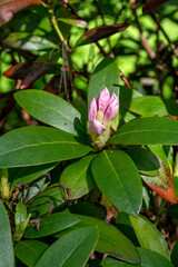 Obraz premium Pink rhododendron flower bud surrounded by green leaves