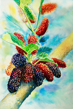 Painting watercolor original fruit mulberry of closeup shot of an uncultivated black mulberries tree branch with red, Original mulberry paintings 