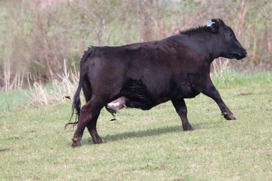 Black Angus cattle and Turkey vultures infringing on pasture upsetting cows