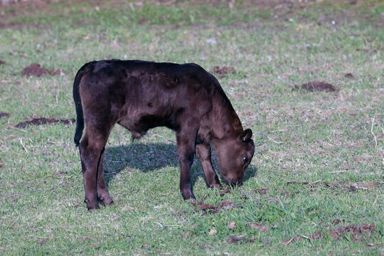Black Angus cattle and Turkey vultures infringing on pasture upsetting cows