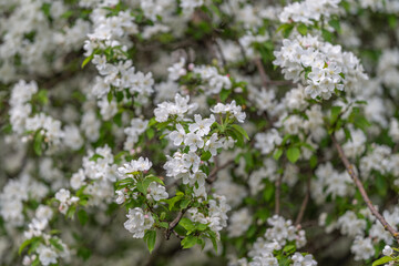 Obraz premium Vivid springtime flower display. Fertile orchard bursting with pink blossoms. Lush plantation of apple trees covered in thick white clusters of flowers and greenery