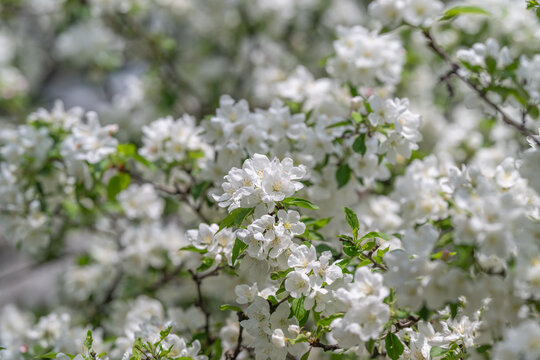 Spring buds reveal upcoming harvest. Flower clusters hint at future fruiting success. Delicate white blooms on branches foreshadow fruitful season of growth and prosperity