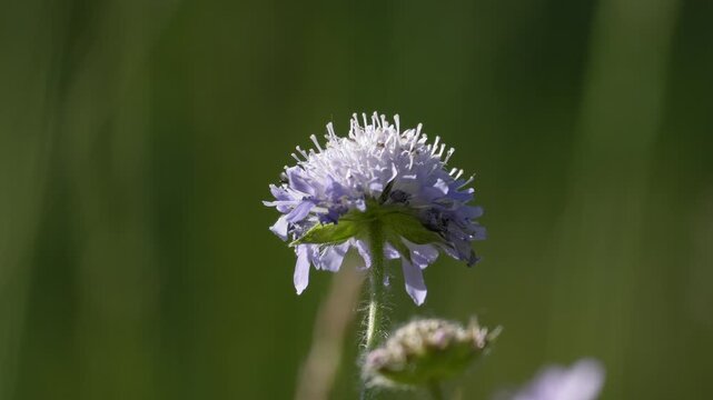 Wild Bee Taking Flight from Scabious Flower - 4K Macro Wildlife Slow Motion