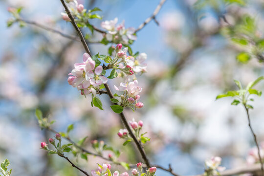 Elegant floral research. Artistic interpretation of apple tree blooms for creatives. Indepth exploration of apple blossom arrangements emphasizing subtle hues and organic forms