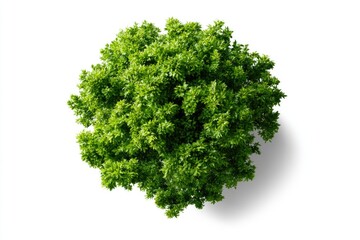 Obraz premium Top view of a lush, green, round-shaped bush isolated on a white background, showcasing dense foliage and vibrant leaves.
