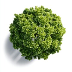 Obraz premium A top-down view of a vibrant, round green bush casting a soft shadow on a white background.