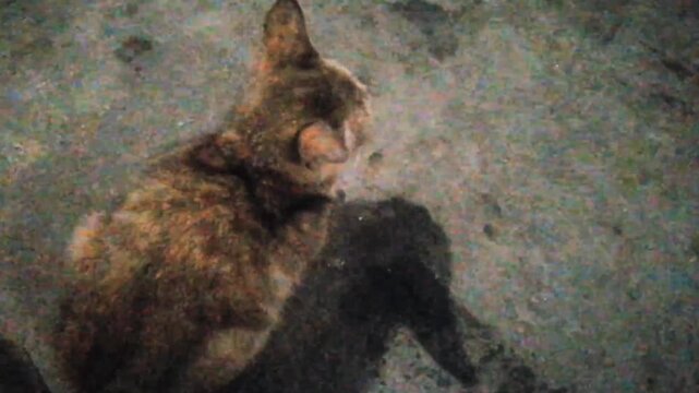 Black brown hair, cute domestic kitten is alertly watching for prey, night time