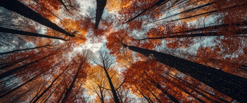 Artistic coloring book design depicting forest treetops with warm autumn colors upward view