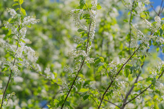 Vibrant collection of flowering plants attracts diverse insects and bees. Colorful and dense shrubbery teeming with nectarfilled white blossoms nurturing local ecological diversity
