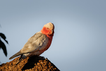 Wild Galah cockatoo glowing in golden afternoon light on a termite mound, Western Australia © Tove Liv