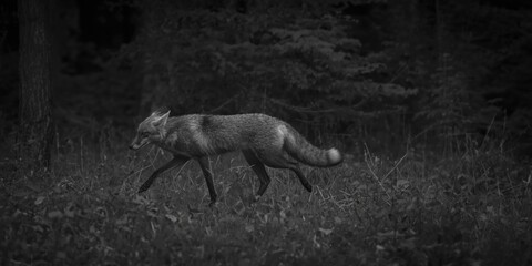 Naklejka premium Alert gray fox in full motion within a monochrome forest atmosphere