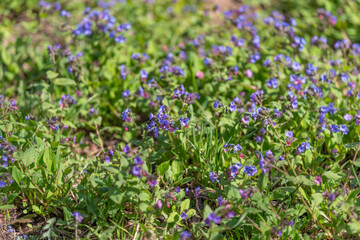 Fototapeta premium Delicate violet flower with bokeh. Elegant violet blossom enhanced by delicate background. Softfocused violet flower detailed with small blossoms and leaf veins