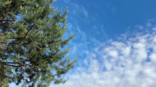 Pine tree branches against blue sky with white clouds.