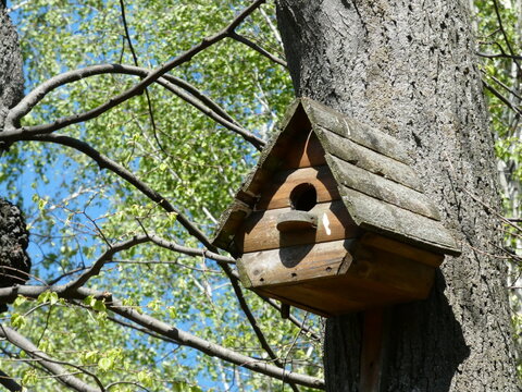 wooden birdhouse on a tree with fallen leaves. High quality photo