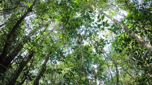 Scenic primate footage of diademed sifaka in Madagascar forest with lush tropical environment travel video