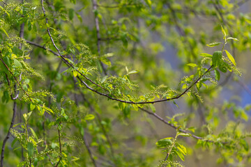 Fototapeta premium Softfocus spring branch with tender green leaves and tiny buds against pastel sky, shallow depth of field and airy composition suggesting renewal and calm biophilia