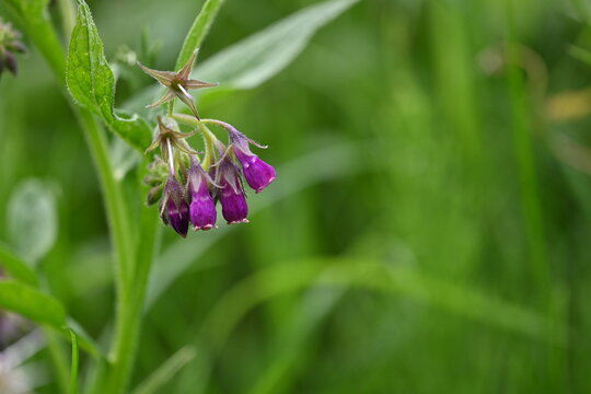 Purple comfrey flower blooming in a lush green garden.