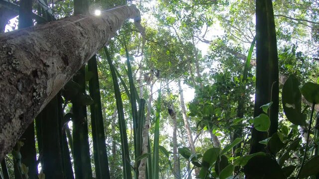 Epic indri lemur in natural jungle habitat Madagascar, endangered primate travel footage