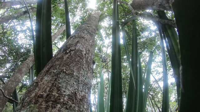 Immersive rainforest encounter with indri lemur in Madagascar, cinematic tropical wildlife video