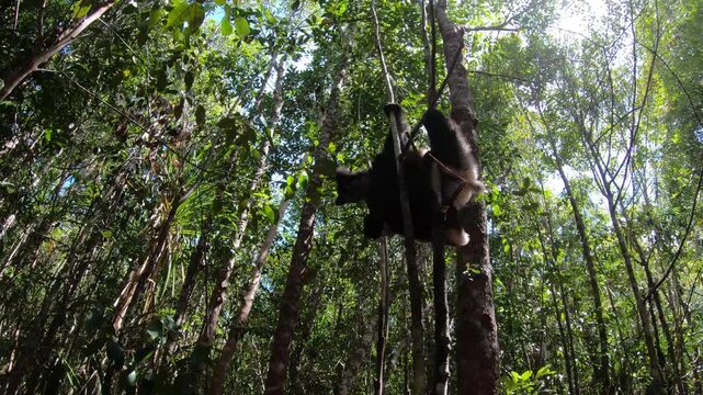 Scenic close up footage of indri in tropical forest Madagascar, immersive wildlife travel video