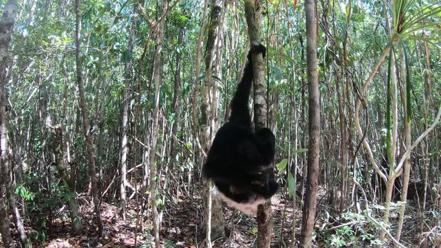 Cinematic indri lemur encounter in Madagascar rainforest, rare primate wildlife behavior travel video