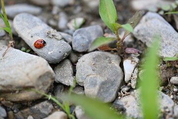 Closeup shot of a little ladybug crawling on grey stones. © Ljiljana