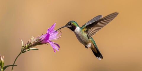 Fototapeta premium Cheerful swallowtail hummingbird hovering while sipping fresh nectar
