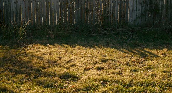 A neglected garden lawn showing unhealthy, patchy grass with pest damage and sun stress on a summer day