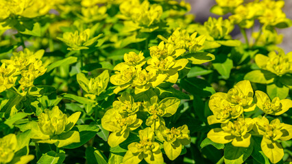 Obraz premium Bright yellow flowers grow in a garden during springtime near a sunny pathway
