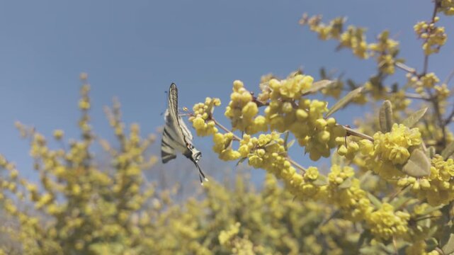 Scarce Swallowtail butterfly (Iphiclides podalirius) collects nectar from yellow flowers of Chinese barberry (Berberis julianae) against blue sky background and then flies away