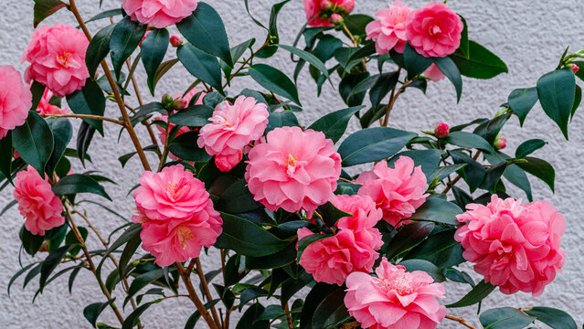 Bright pink flowers bloom on a camellia bush against a light wall during springtime in a garden setting