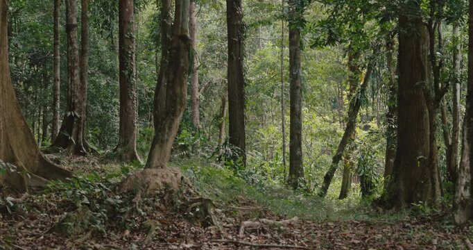 Dense tropical forest landscape featuring tall trees and a forest floor covered in dry leaves and roots. Natural daylight in a lush jungle environment.