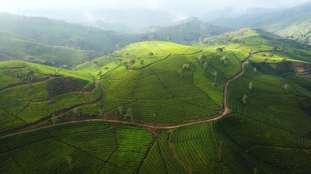 Sunlit Aerial View of Rolling Green Tea Plantation Hills and Winding Terraces
