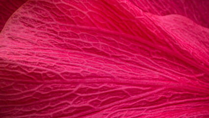 Obraz premium Close-up view of a vibrant pink flower petal showing detailed texture and patterns in natural light during daytime