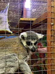 Naklejka premium A lemur in a contact zoo.