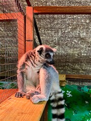 Naklejka premium A lemur in a contact zoo.
